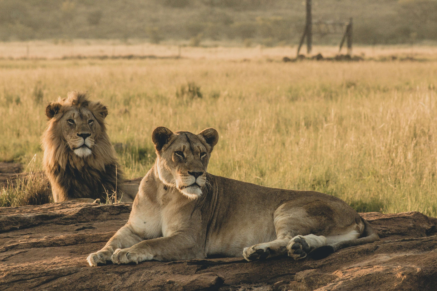 Lion Foundation support